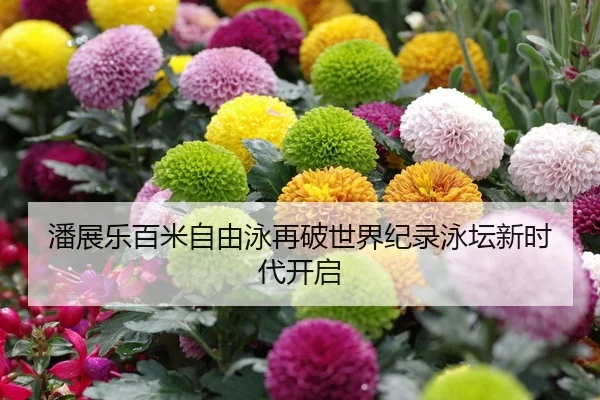 潘展乐百米自由泳再破世界纪录泳坛新时代开启